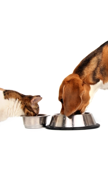 Diety z hydrolizowanym białkiem dla psów i kotów. news image