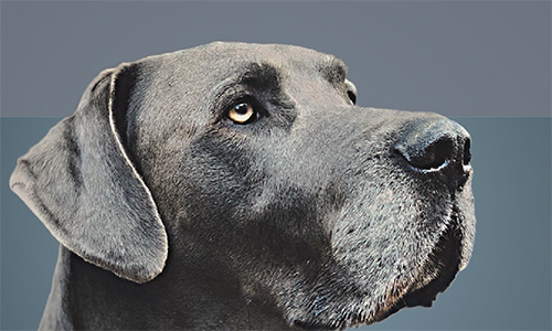 Średniołańcuchowe trójglicerydy (MCT) w karmie dla zwierząt domowych