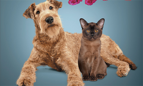 Prebiotyki: wpływ na zdrowie przewodu pokarmowego i gospodarza