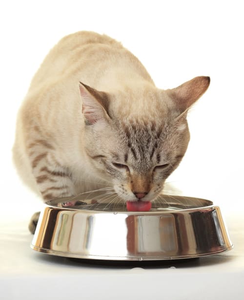 Hydration support and encouraging voluntary fluid intake in cats (42min)