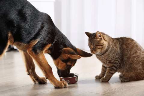 Factors influencing cats and dogs nutritional needs