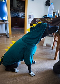 Pies w zielonym kostiumie dinozaura w domu.