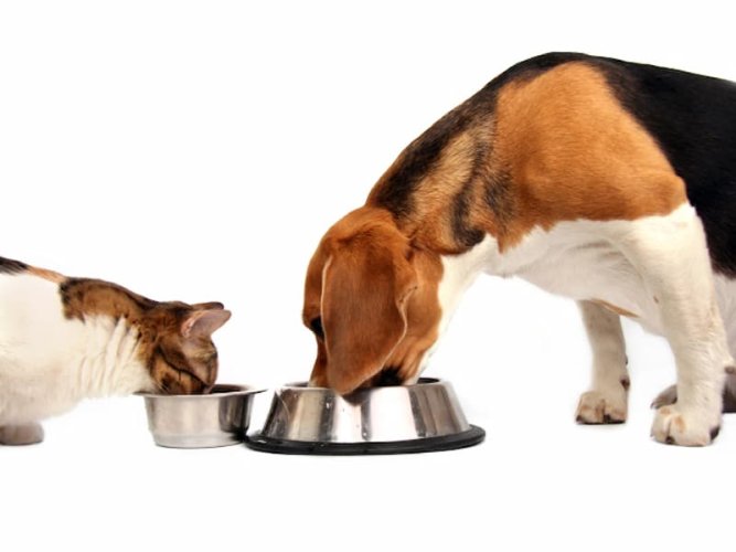 Diety z hydrolizowanym białkiem dla psów i kotów. news image