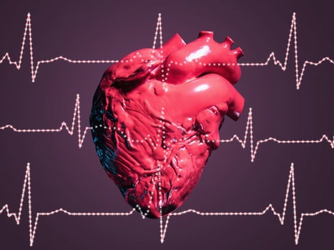 Biomarkery Stanu Zdrowia Serca: Wpływ Interwencji Dietetycznej i Starzenia header image
