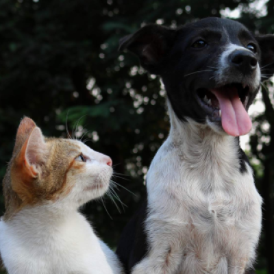 Dietary management of feline and canine digestive disease