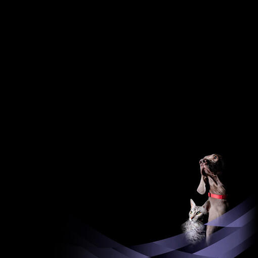 FortiFlora banner mobile