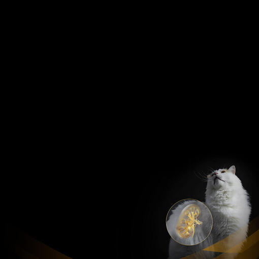 Renal Health banner mobile