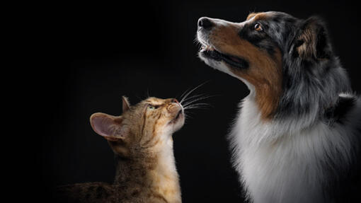 Odkryj pełną gamę produktów PRO PLAN®